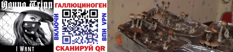 продажа наркотиков  Всеволожск  Галлюциногенные грибы Psilocybe 